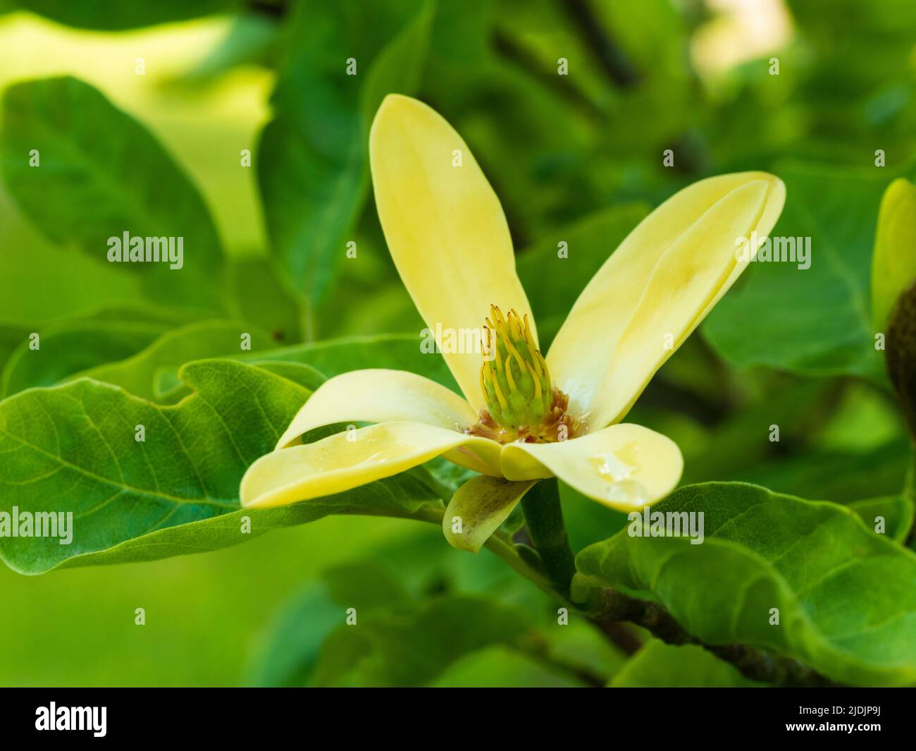 Flores amarillas comparativamente pequeñas de principios de verano floreciendo arbusto grande deciduo o árbol pequeño, Magnolia 'Daphne' Foto de stock