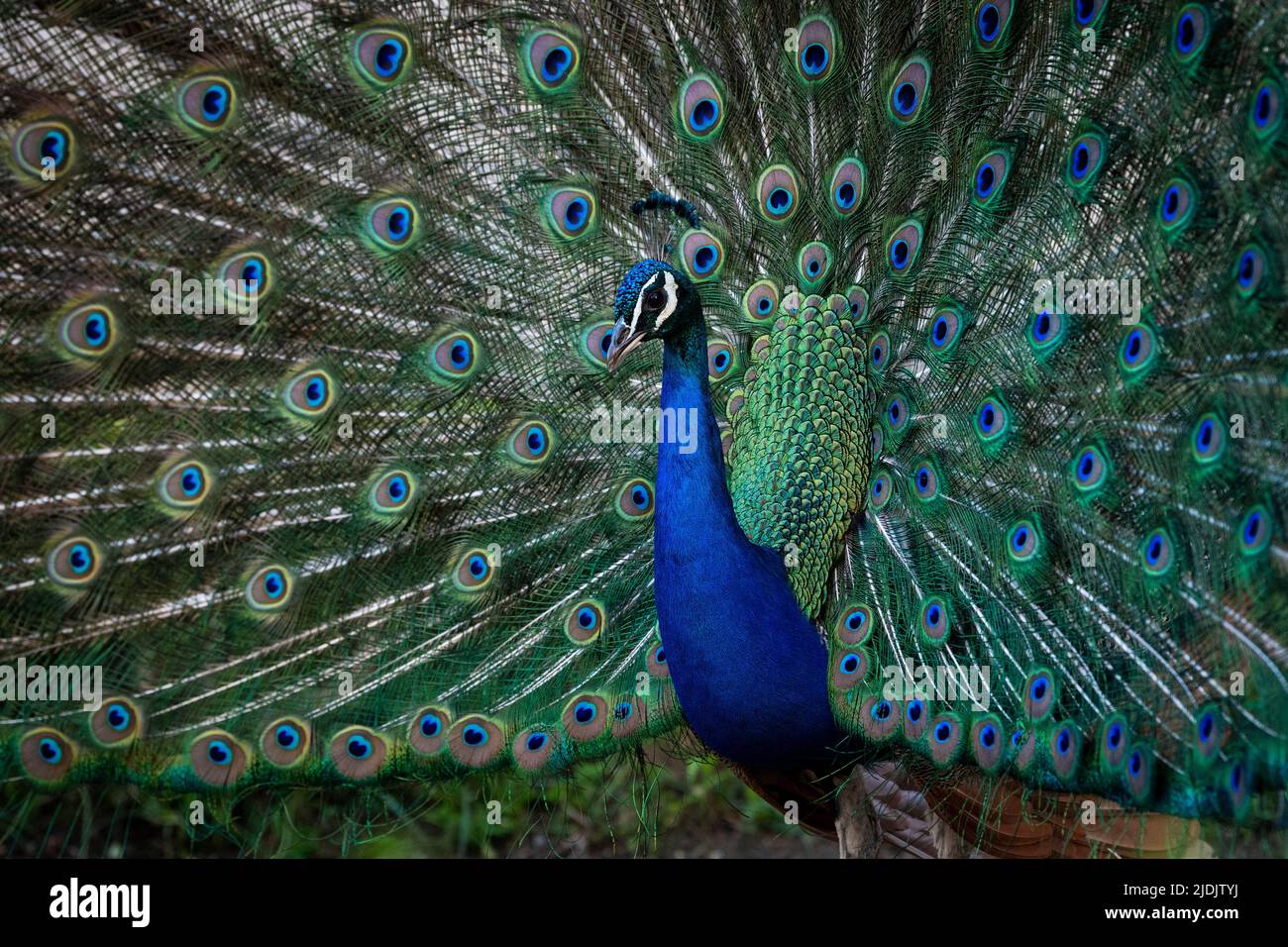 Un hermoso pavo real masculino que muestra las coloridas plumas. Foto de stock