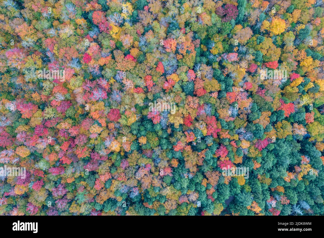 Colgate Lake en el Upstate New York durante la temporada alta de follaje de otoño. Foto de stock