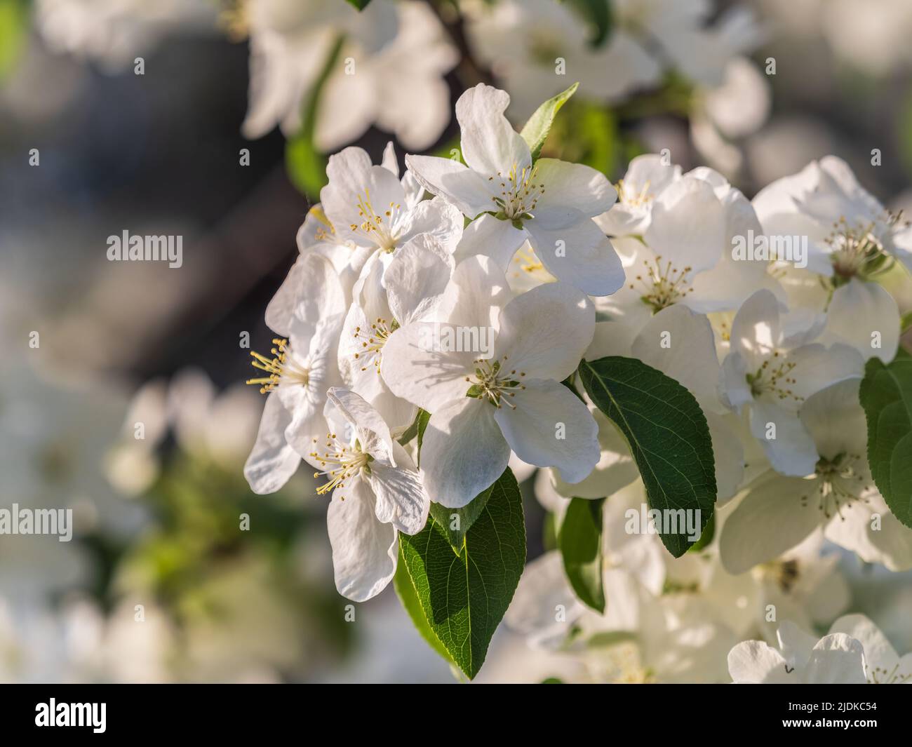 Manzanos de flores blancas. Flores blancas de manzano. Temporada de  primavera, colores de primavera Fotografía de stock - Alamy