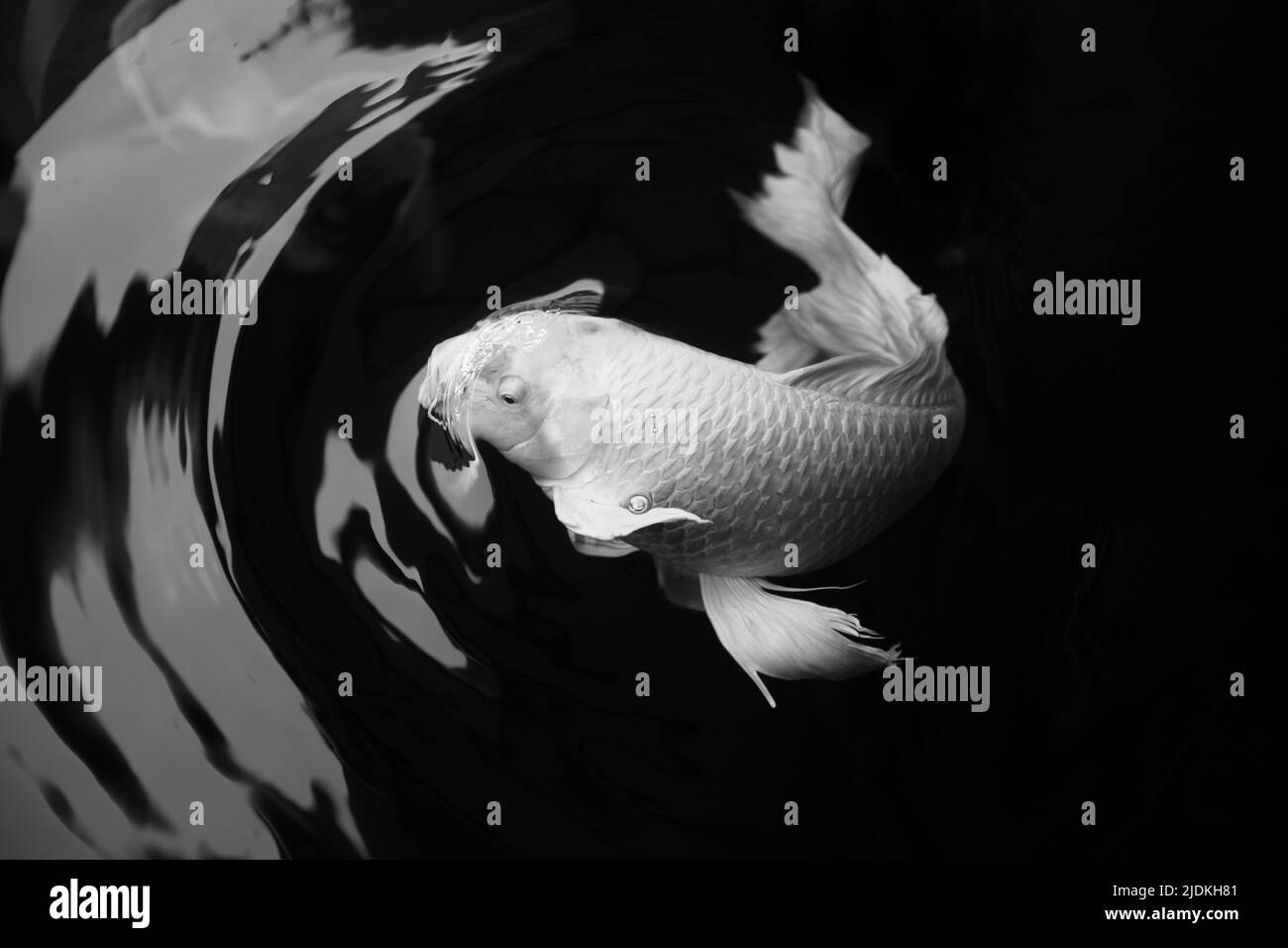 butterfly koi pescado blanco platino color en estanque negro con el movimiento de las olas de agua arte y zen Foto de stock