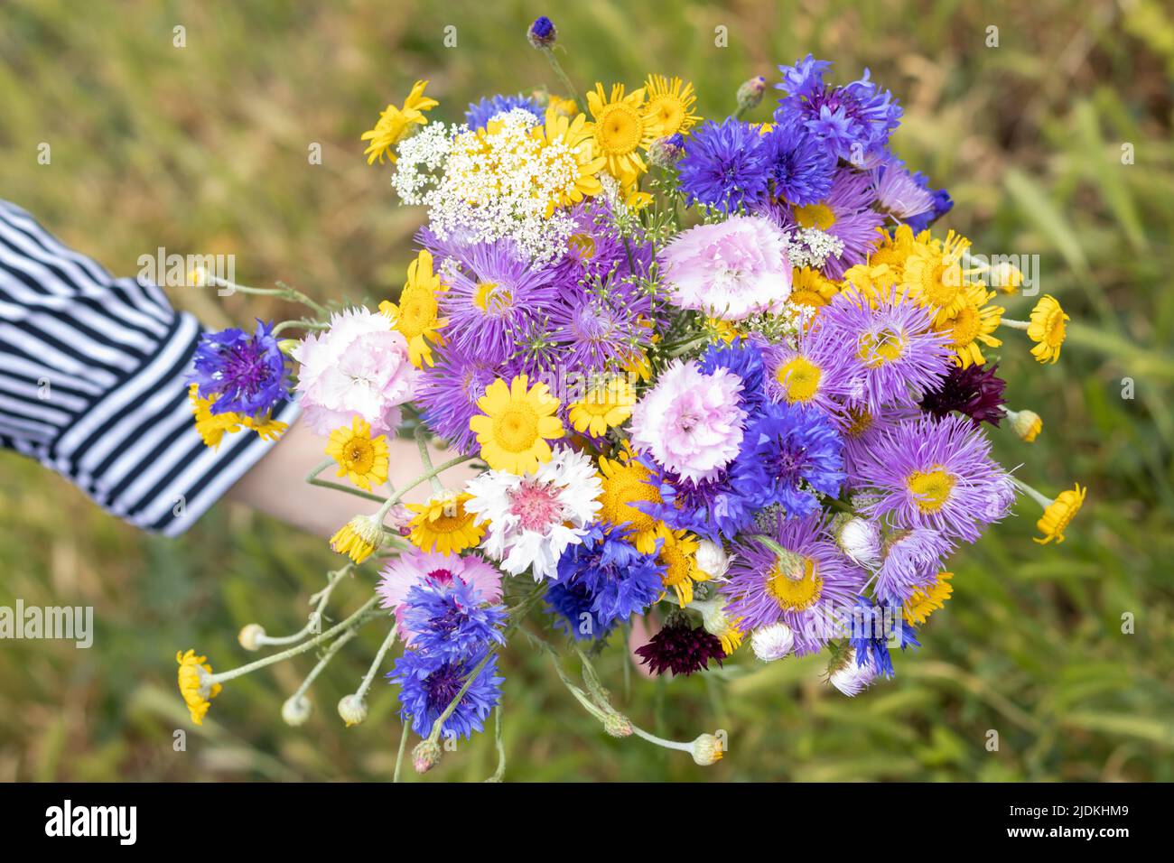 Ramo de flores silvestres mixtas en la mano de una mujer joven. Hermoso fondo floral. Vista superior de un ramo de flores silvestres. Espacio de copia. Foto de stock