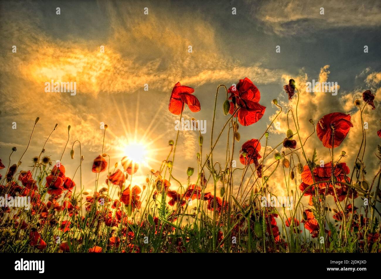 Puesta de sol con amapolas rojas en un campo Foto de stock