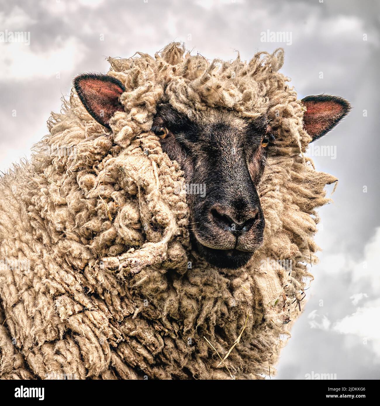 oveja con pelaje denso grueso de lana Foto de stock