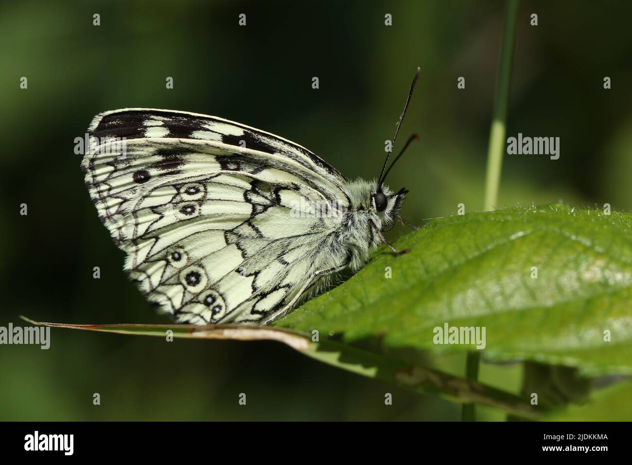 Una mariposa blanca de mármol, Melanargia galatea, encaramada en una hoja. Foto de stock