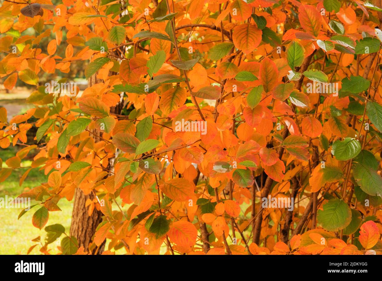 Hojas de naranja en el arbusto en la temporada de otoño. Parque de otoño de la ciudad. Septiembre, octubre, noviembre. Arbustos. Foto de stock