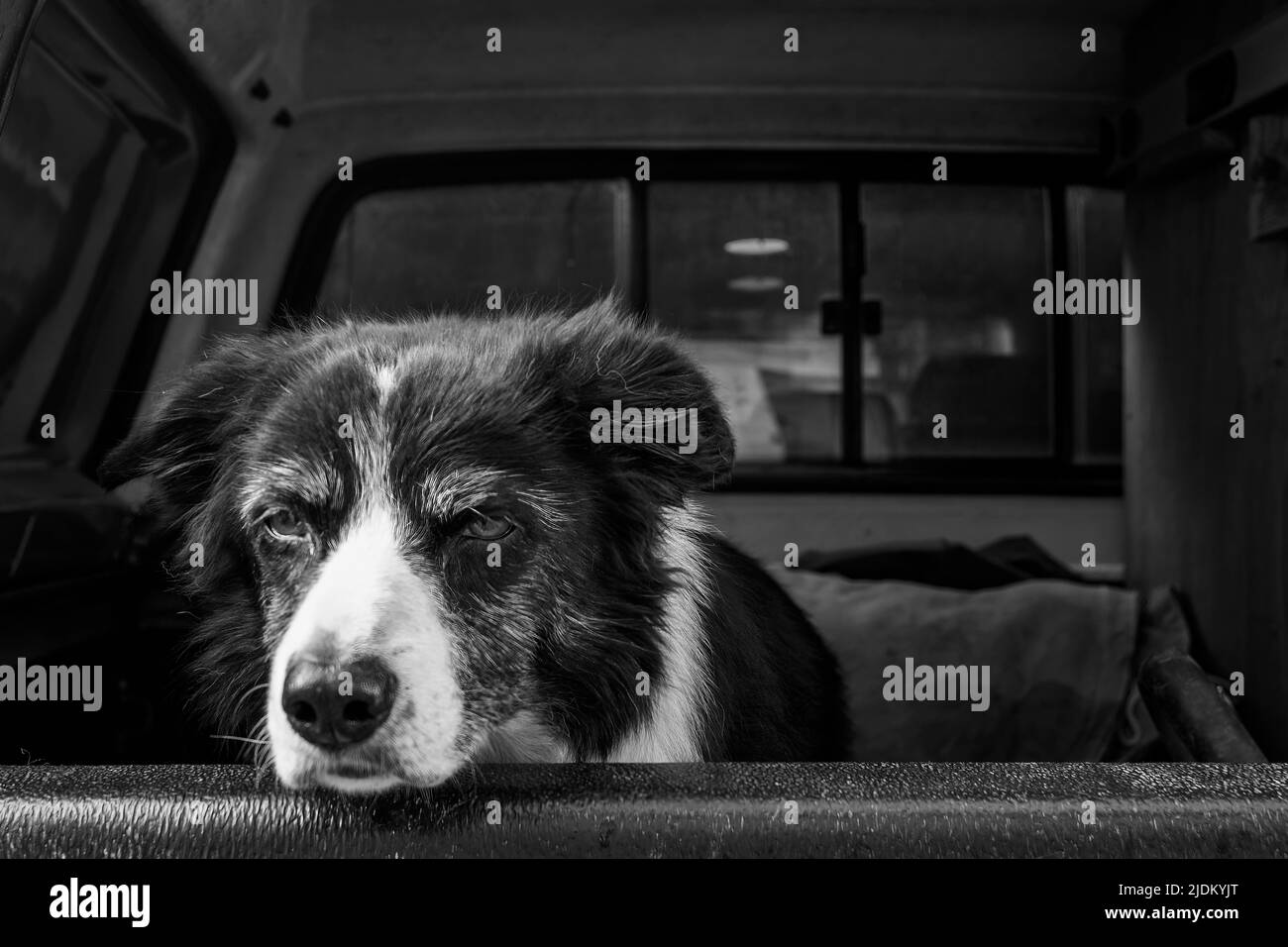 Una frontera de edad avanzada que no se queja collie esperando en un camión de recogida, Penrith, Cumbria, Reino Unido Foto de stock
