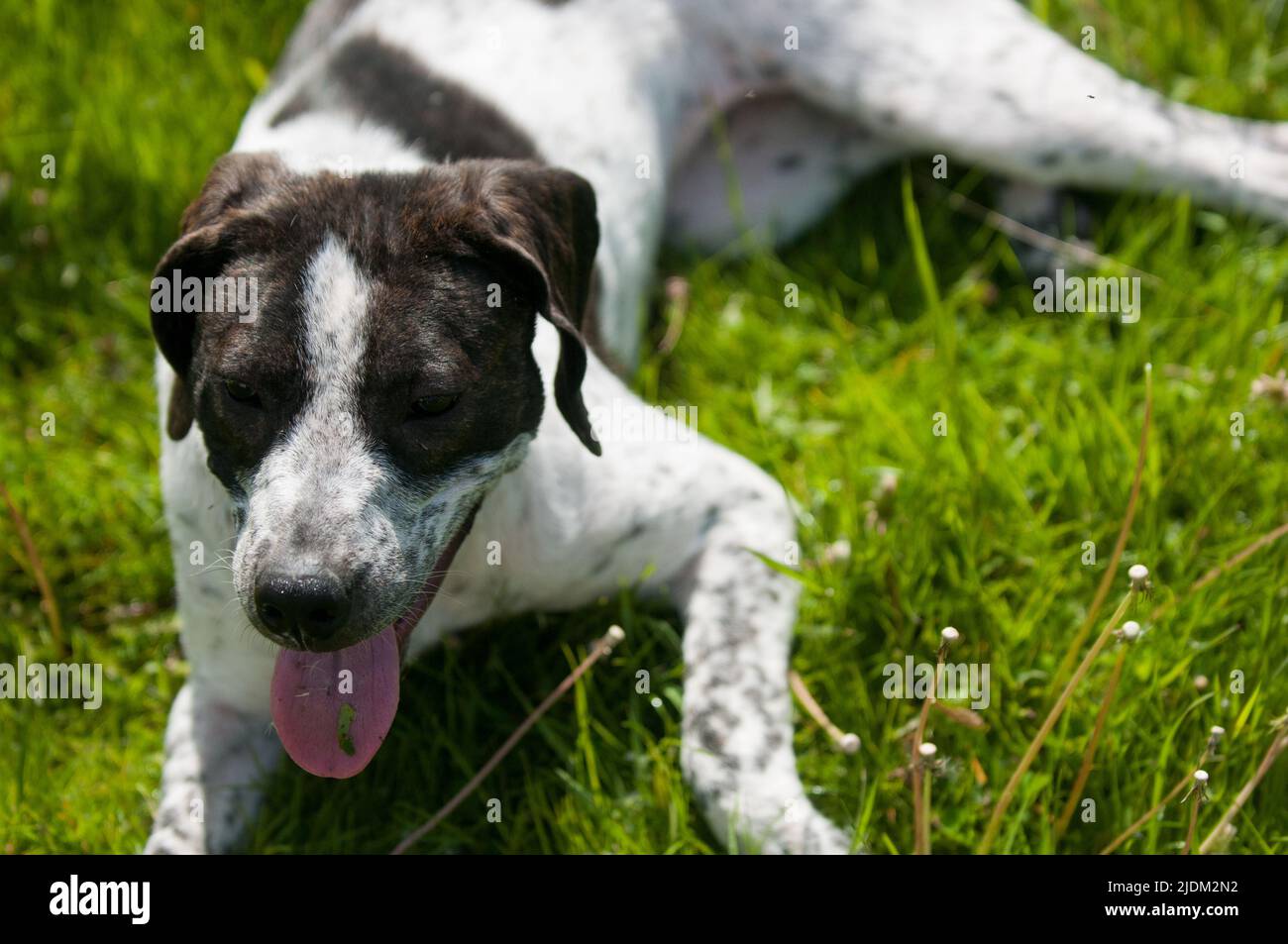Perro adoptivo de raza mixta relajado en el patio Foto de stock