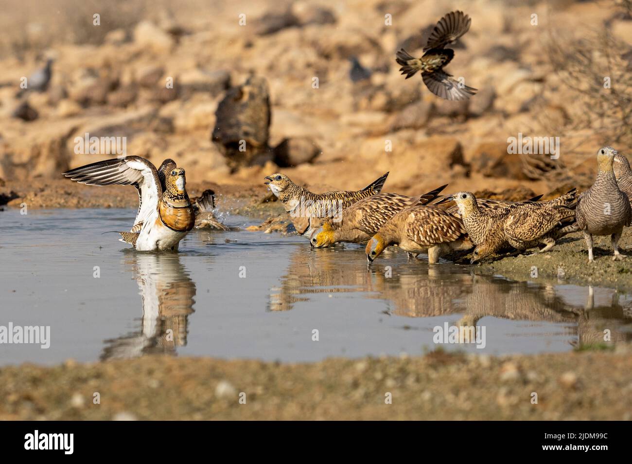 La garra de arena de cola alfiler (Pterocles alchata) es una ave mediana de gran tamaño en la familia de la garra de arena La garra de arena de cola alfiler se cría en el norte de África y en el Foto de stock