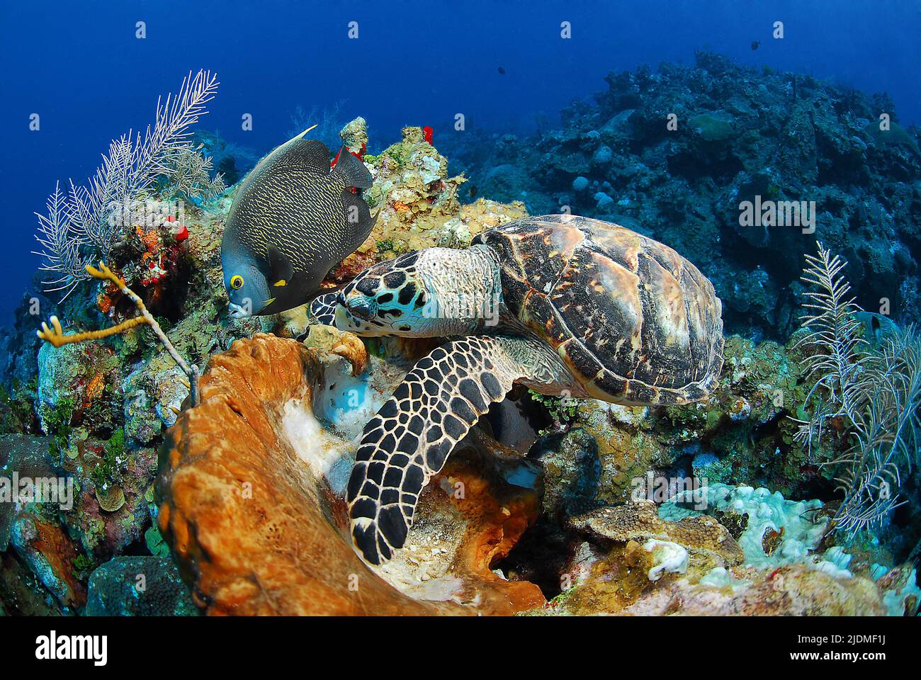 Tortuga carey (Eretmochelys imbricata) y un pez ángel francés (Pomacanthus paru) en un colorido arrecife de coral caribeño, Islas Caimán, Caribe Foto de stock