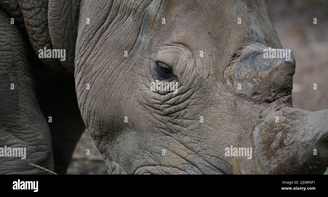 primer plano de ojo de rinoceronte blanco Foto de stock