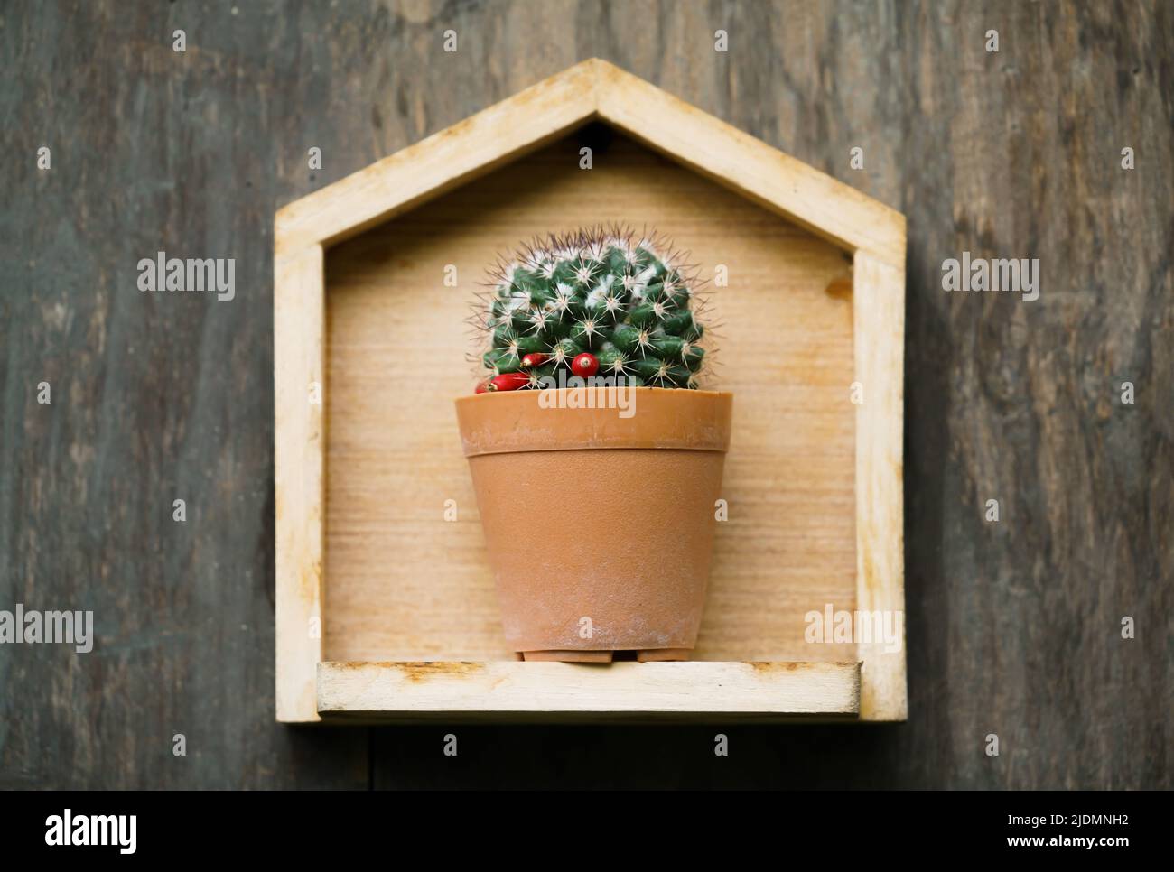 cactus en una olla pequeña sobre fondo de madera Foto de stock