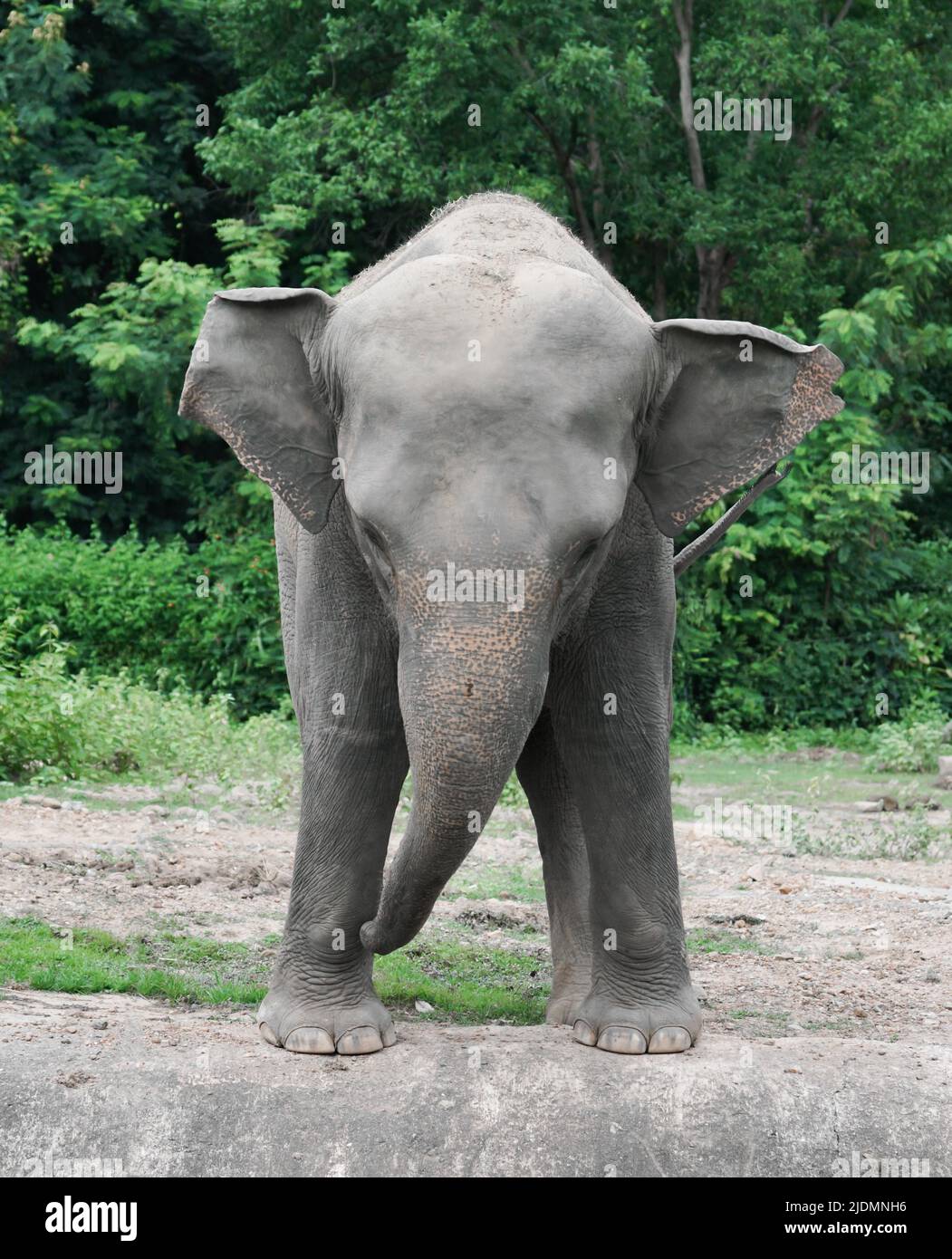 divertido elefante asiático joven en el zoológico Foto de stock