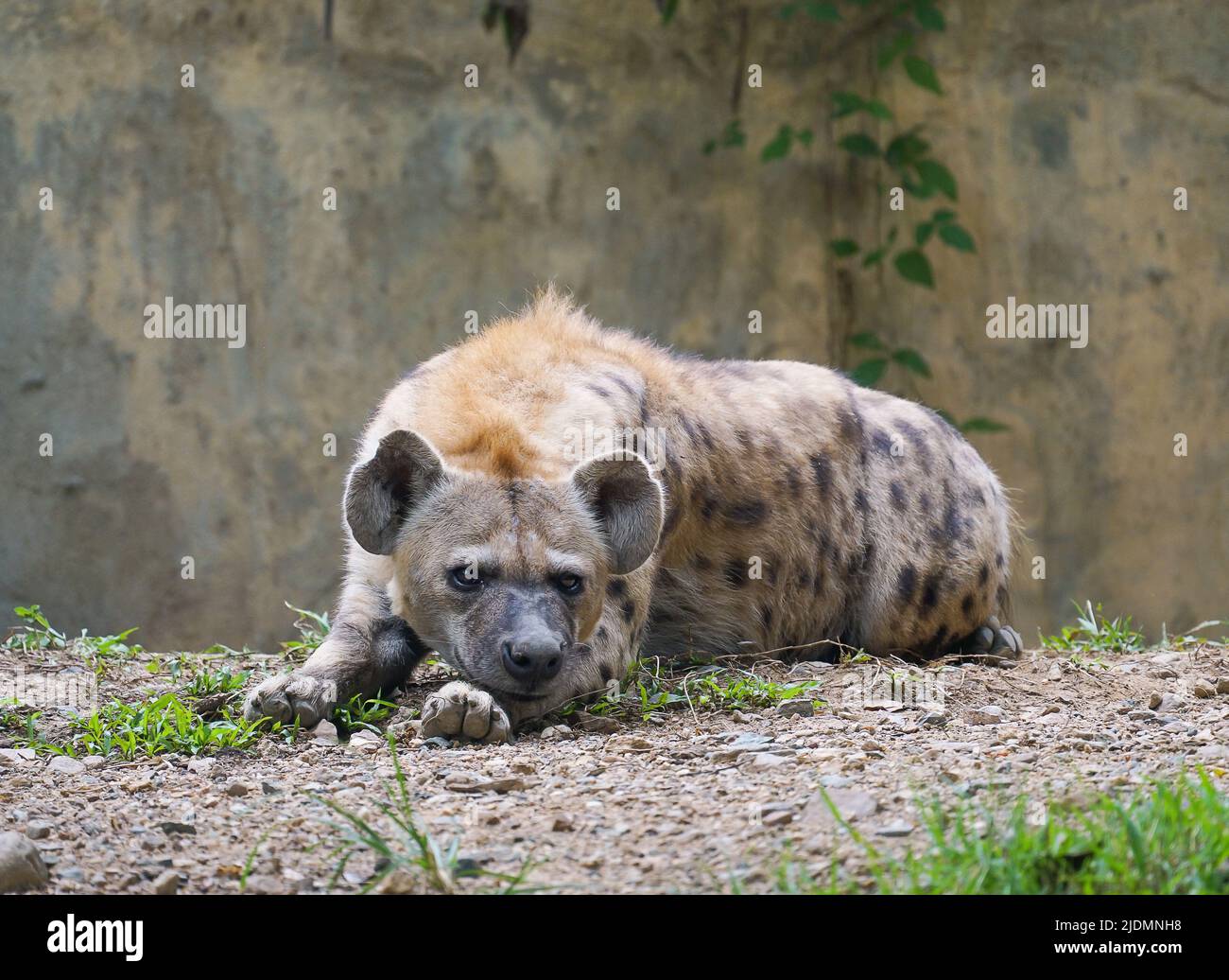 Hiena manchada para adultos en el zoológico Foto de stock