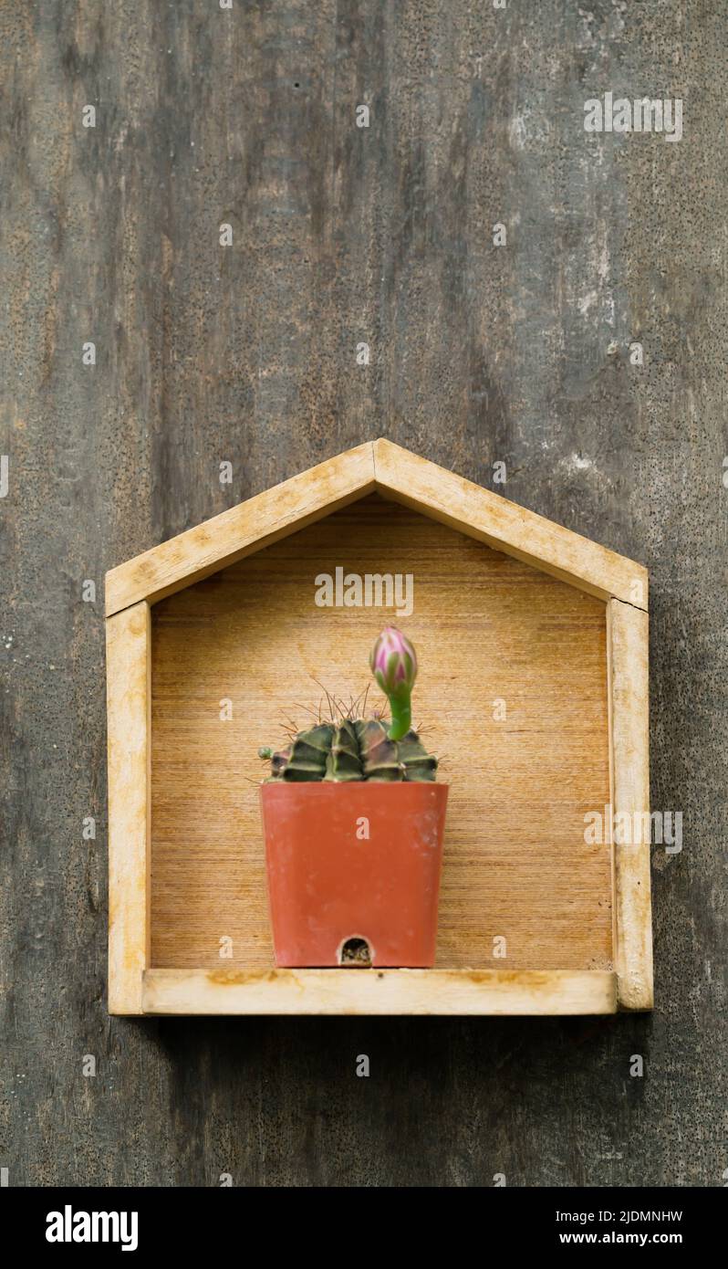 cactus en una olla pequeña sobre fondo de madera Foto de stock