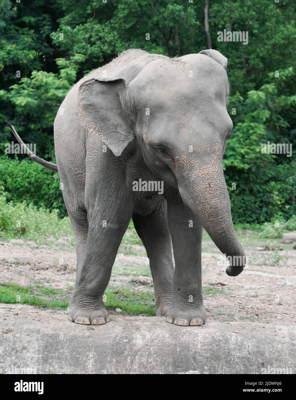 divertido elefante asiático joven en el zoológico Foto de stock