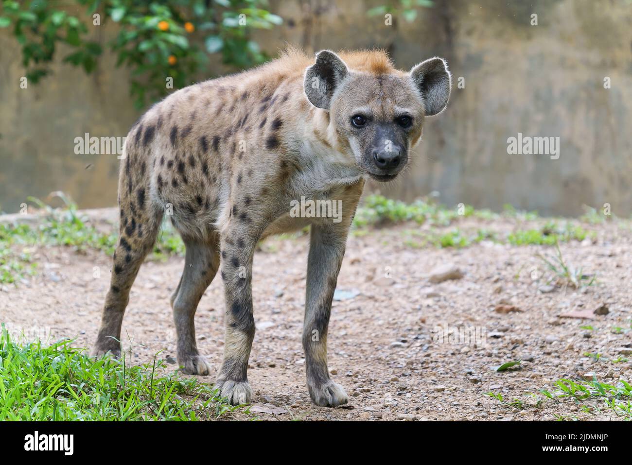 Hiena manchada para adultos en el zoológico Foto de stock