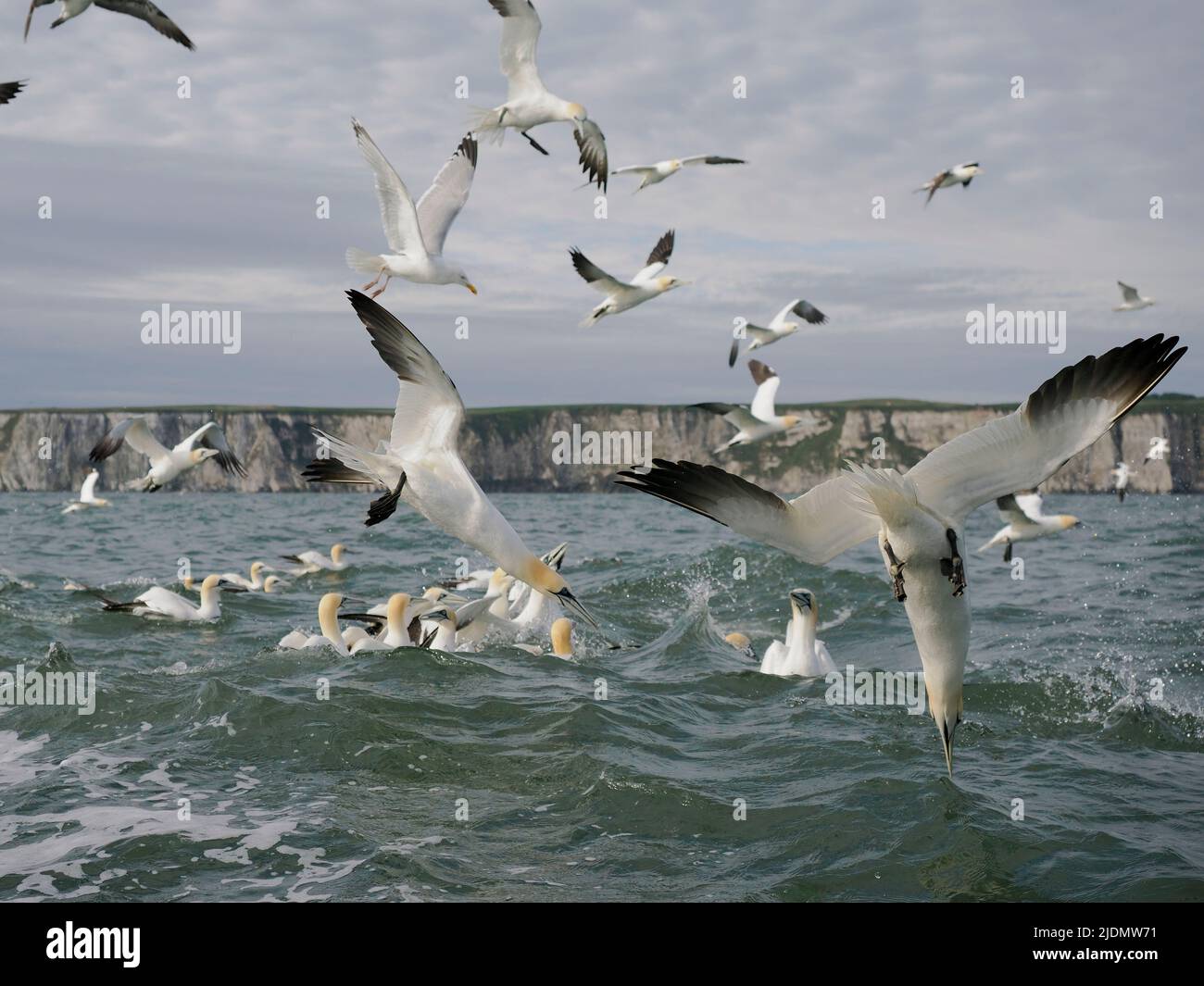 Gannet, Morus bassanus, grupo de aves buceando en el agua, Yorkshire, junio de 2022 Foto de stock