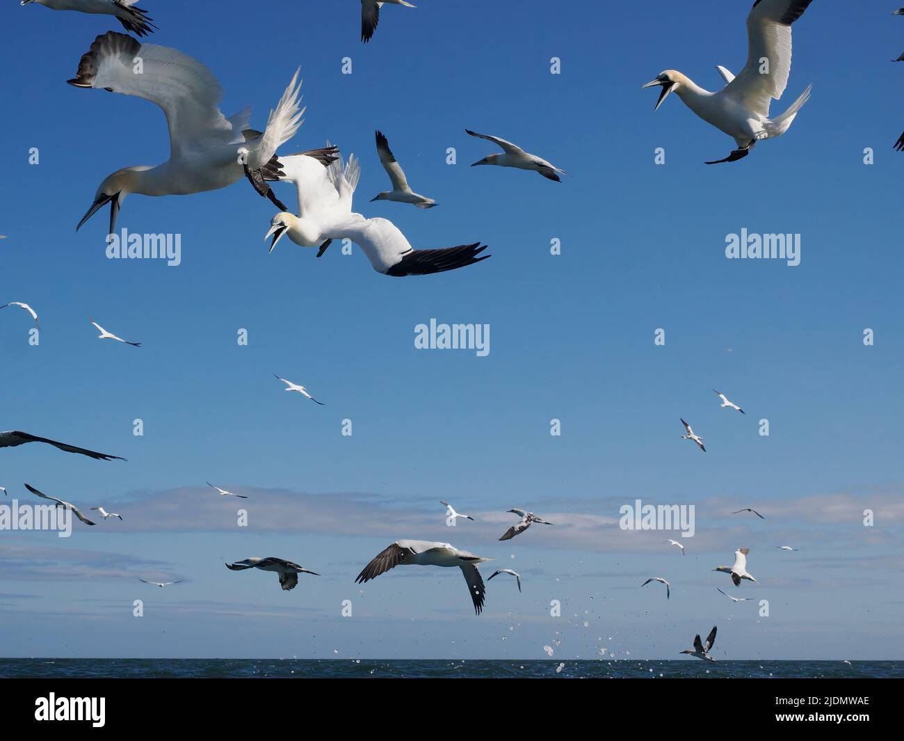 Gannet, Morus bassanus, grupo de aves buceando en el agua, Yorkshire, junio de 2022 Foto de stock