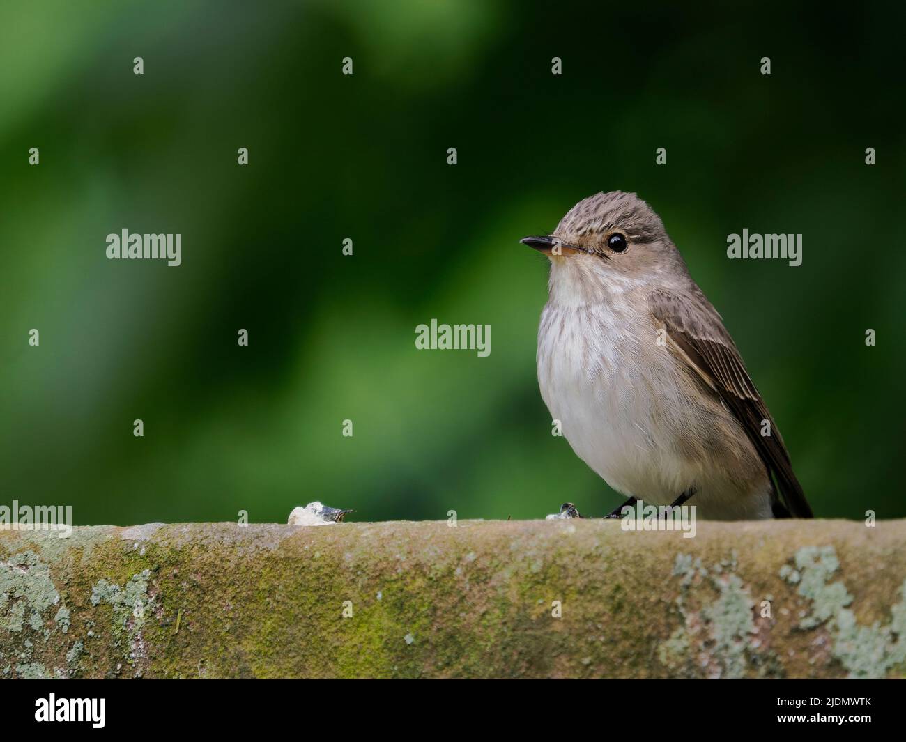 Mosquero manchado, Muscicapa striata, pájaro soltero en lápida, Staffordshire, junio de 2022 Foto de stock