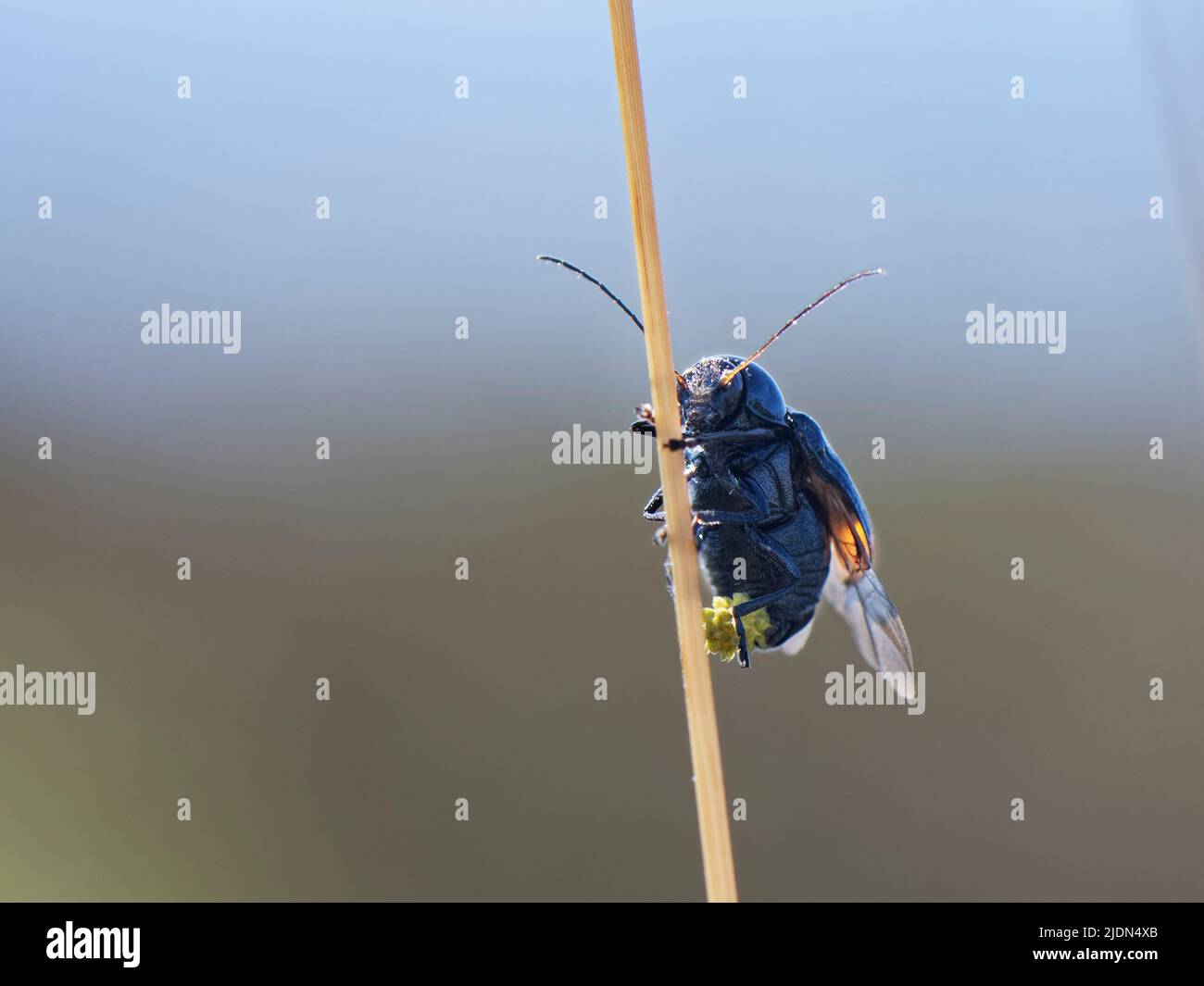 El escarabajo de la olla (Cryptocephalus biguttatus), un escarabajo muy raro en el Reino Unido, Godlingston Heath, Dorset, Reino Unido, julio. Foto de stock