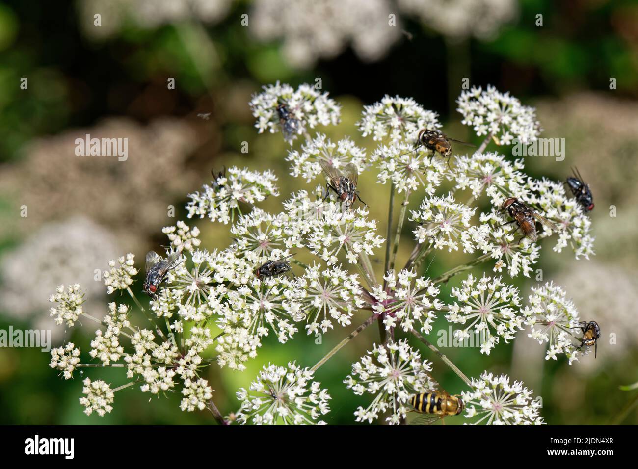 Moscas Muscid (Graphomyia maculata) nectando en las flores comunes de las hogueras (Heracleum sphondylium) en un claro de bosque, Catcott baja NRR Nacional Foto de stock