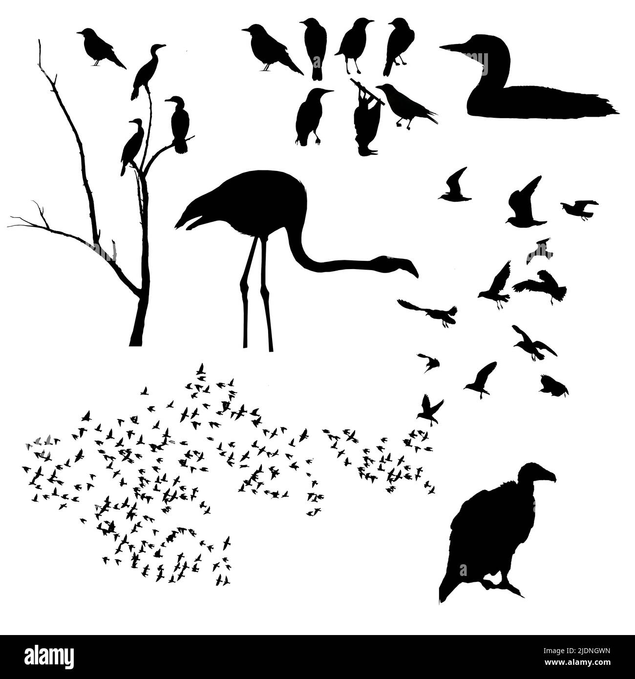 Cormoranes, buitre de pavo, gaviotas, loon, flamencos, los almidones, y más aves son vistos como ilustraciones 3-d y son para el uso como recurso gráfico. Foto de stock