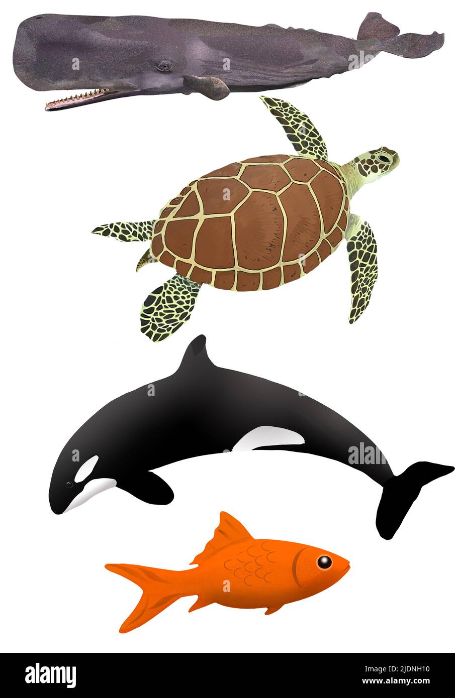 Un cachalote, una tortuga marina verde y una orca y un pez dorado son vistos como una ilustración de 3-d para ser usados como elementos gráficos. Foto de stock