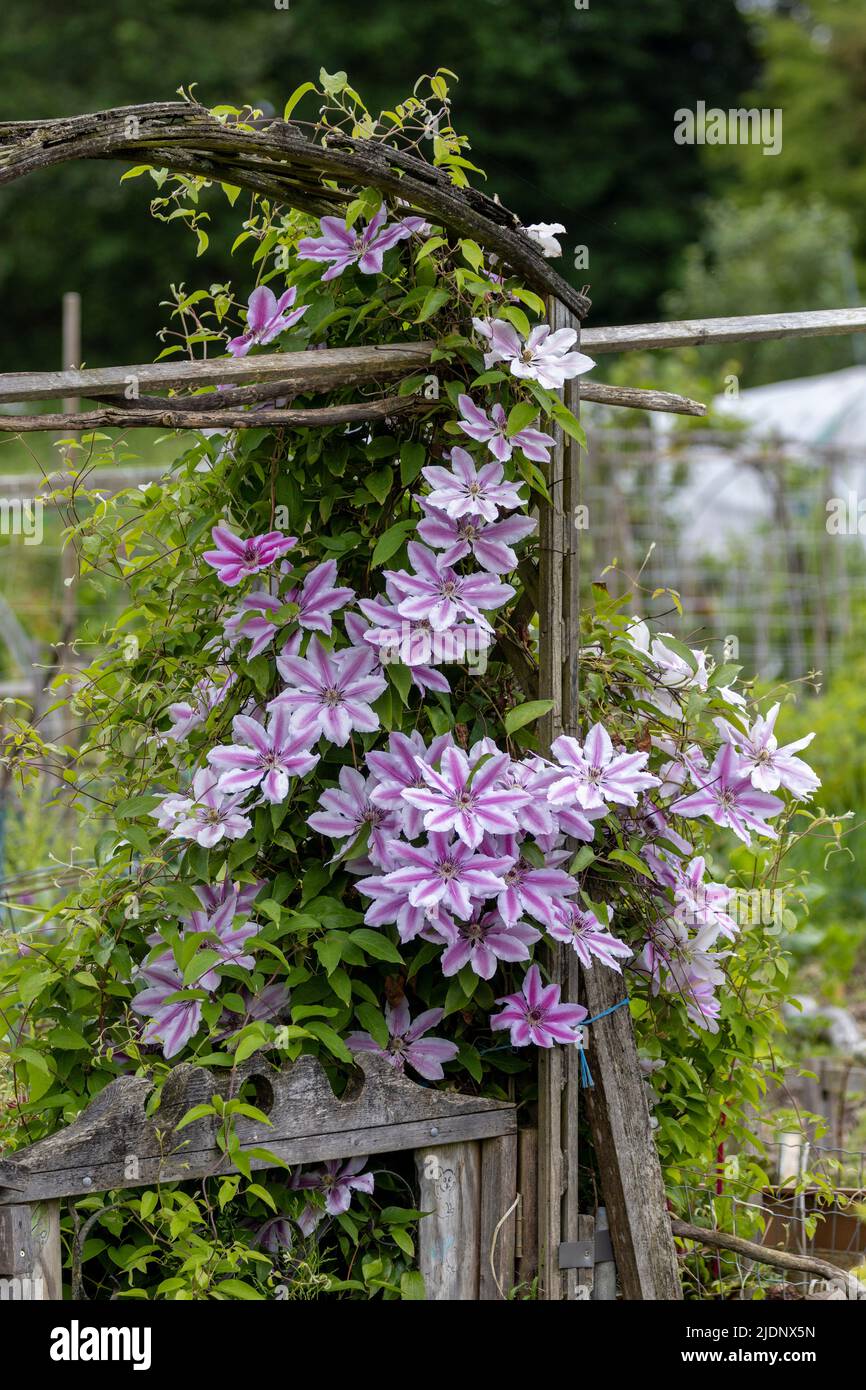 Flor de Clematis lanuginosa púrpura en Coquitlam BC Canadá Foto de stock