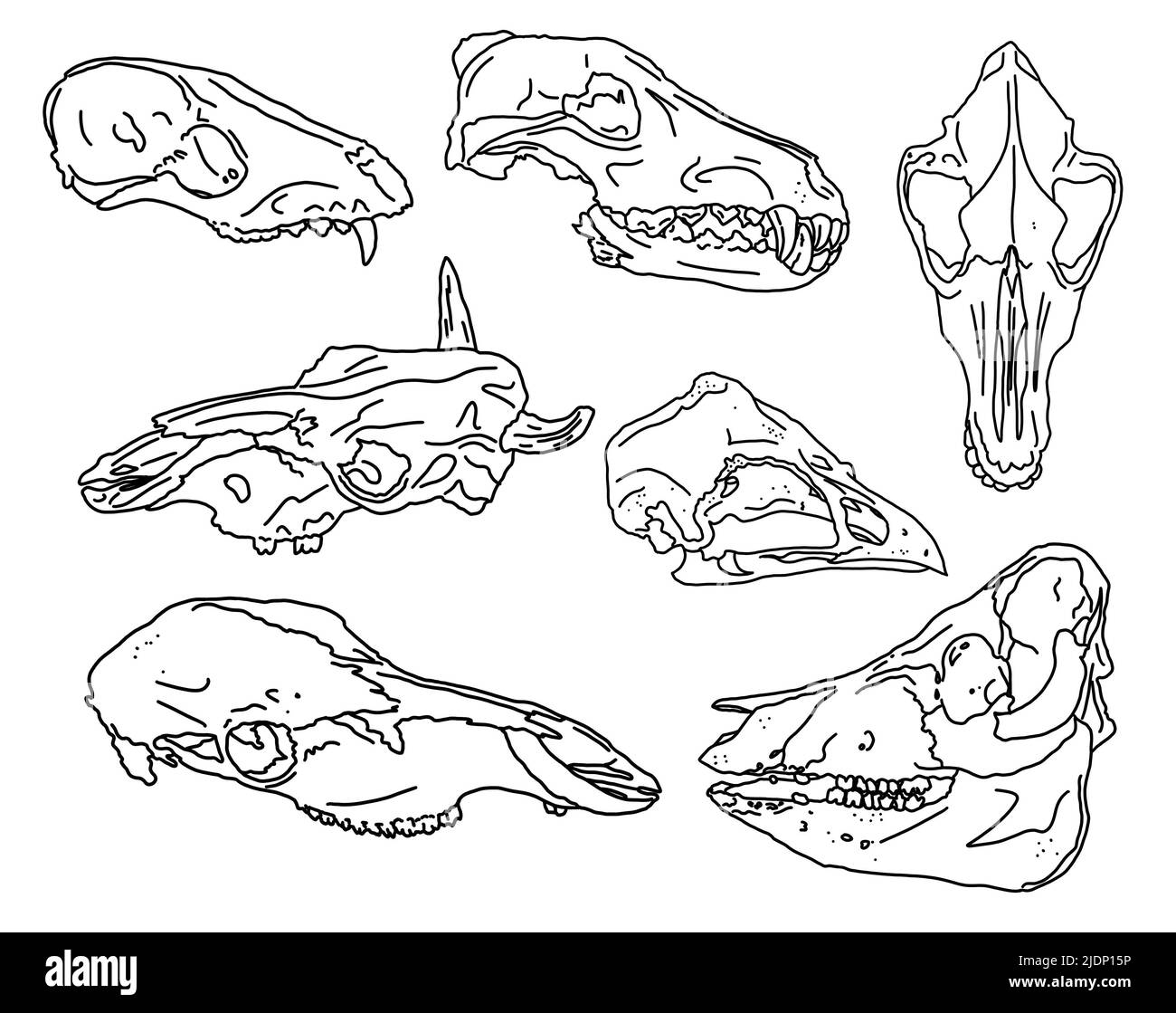 Conjunto gráfico. Cráneos animales art. Lineal Foto de stock