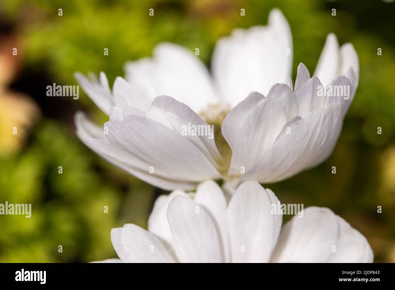 Anémona coronaria, la anémona de la amapola, conocida como marigold  español, o flor del viento Fotografía de stock - Alamy