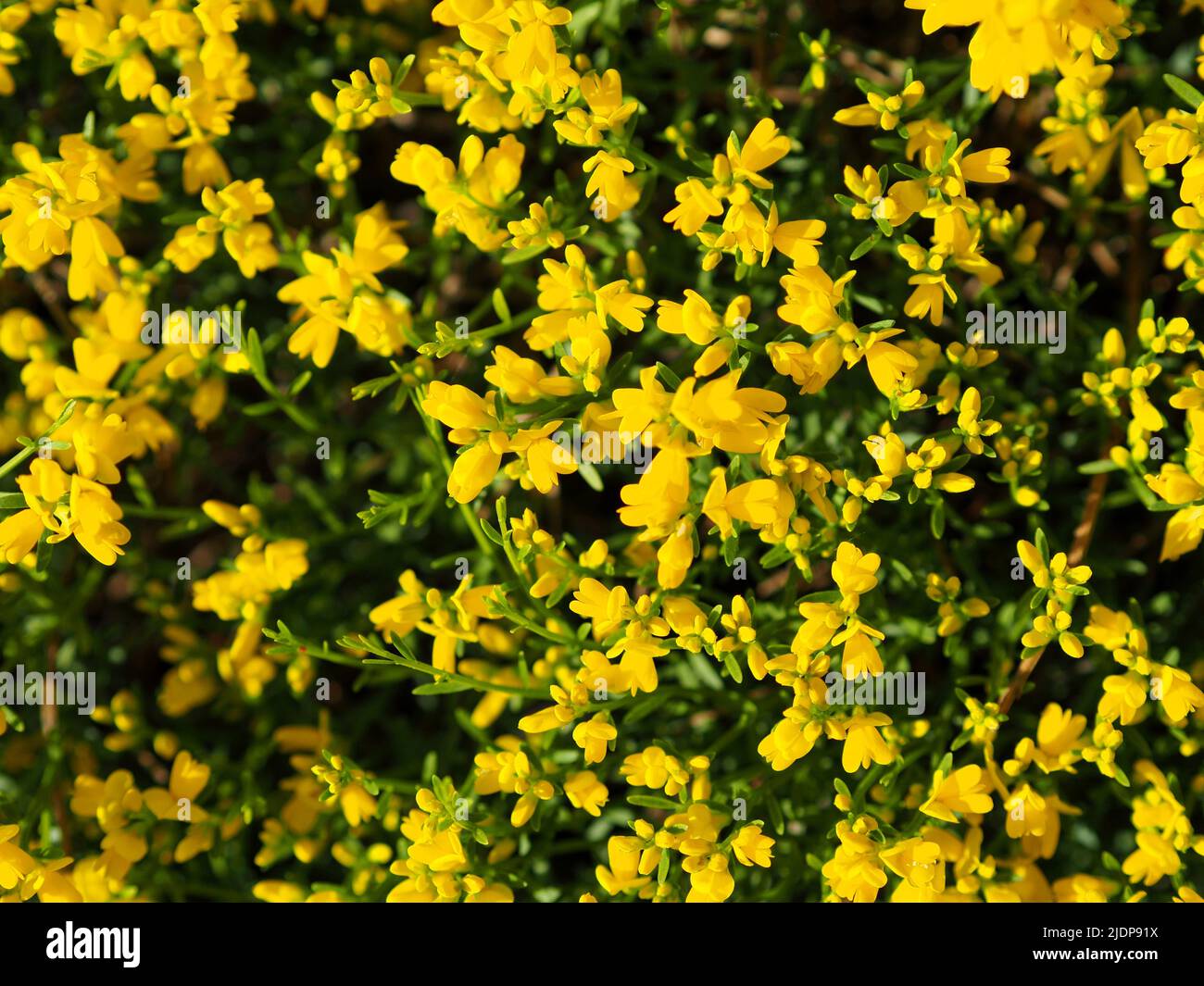Hermosas flores amarillas de una planta cubierta de tierra en un jardín en Ottawa, Ontario, Canadá. Foto de stock