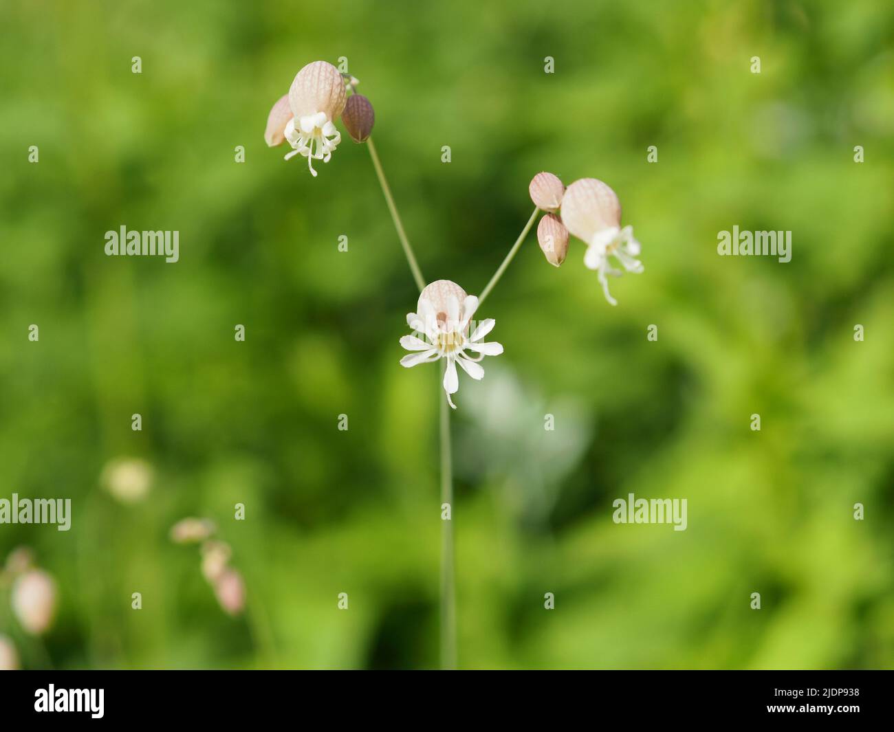 Maravillosas flores blancas de una vejiga campion (Silene vulgaris) en un jardín en Ottawa, Ontario, Canadá. Foto de stock