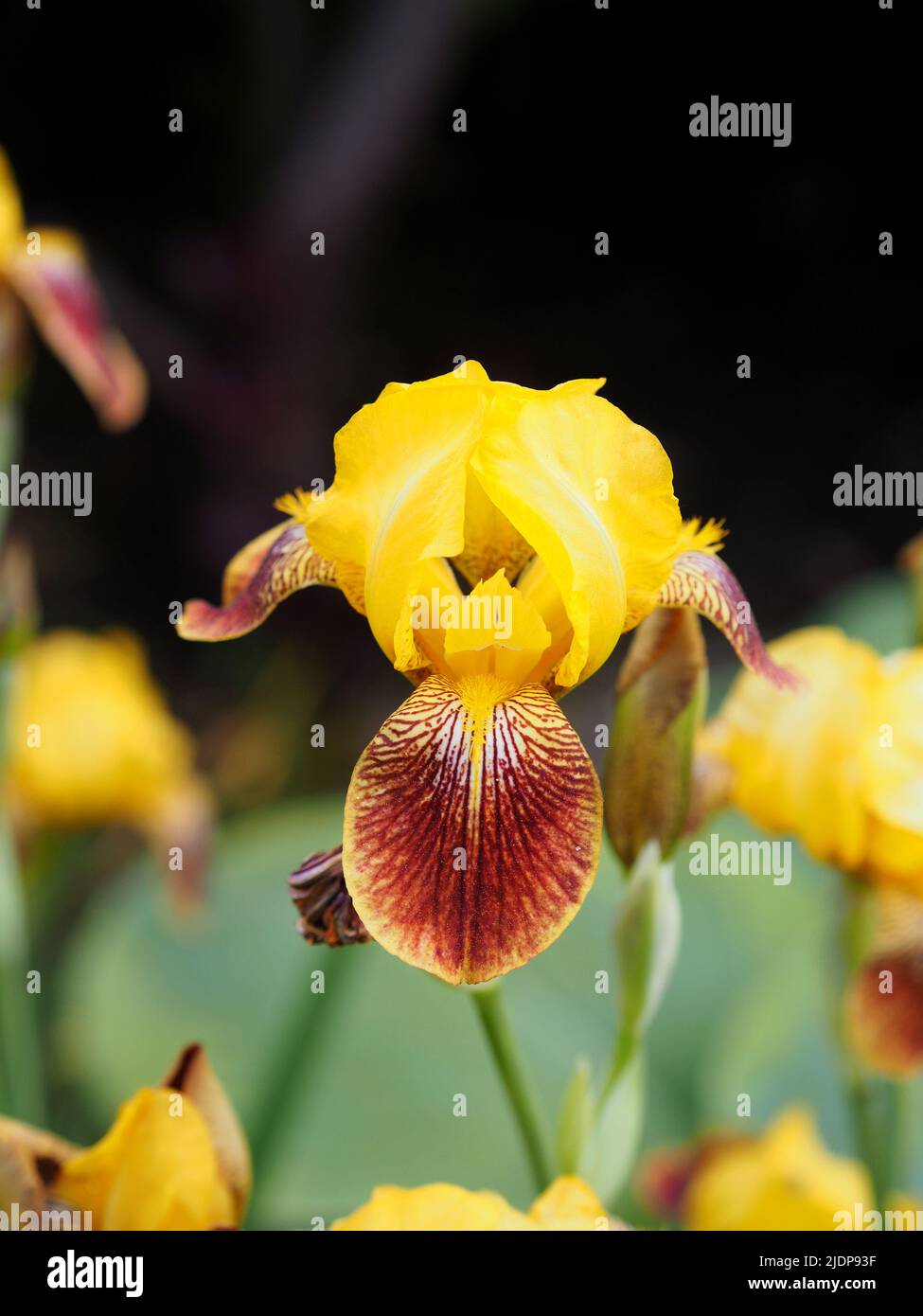 Fantástico iris amarillo (Iris variegata) en un jardín en Ottawa, Ontario, Canadá. Foto de stock