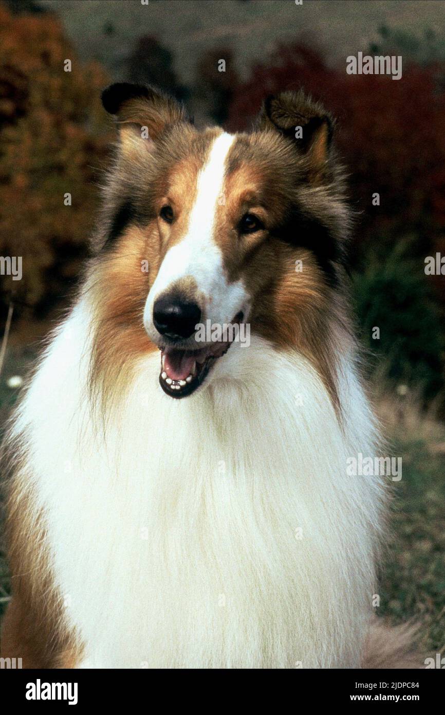 Lassie el perro collie fotografías e imágenes de alta resolución - Alamy