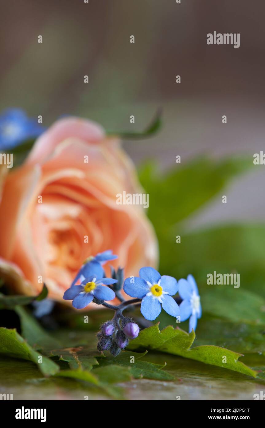Azul olvídate-me-nots y una rosa de color melocotón en plena floración con verdes en un azulejo decorativo. Foto de stock