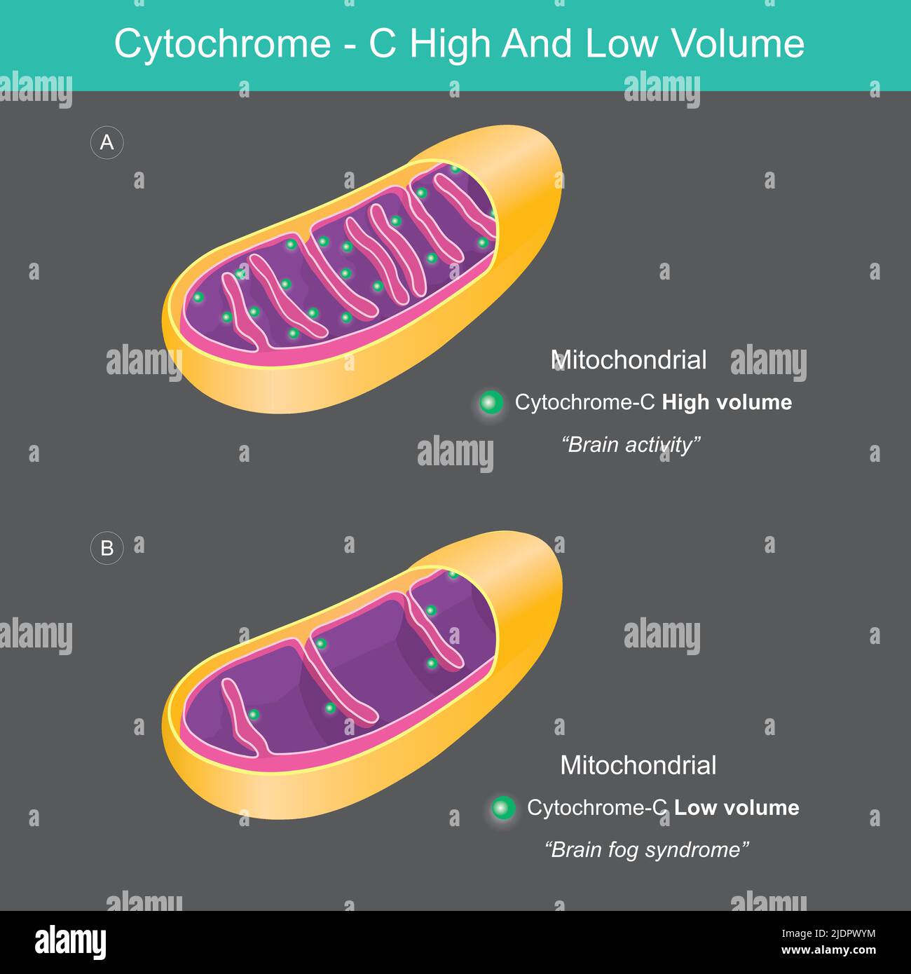 Citocromo Volumen alto y bajo. Los diferentes citocromo C alto y bajo volumen en la ilustración mitocondrial. Ilustración del Vector