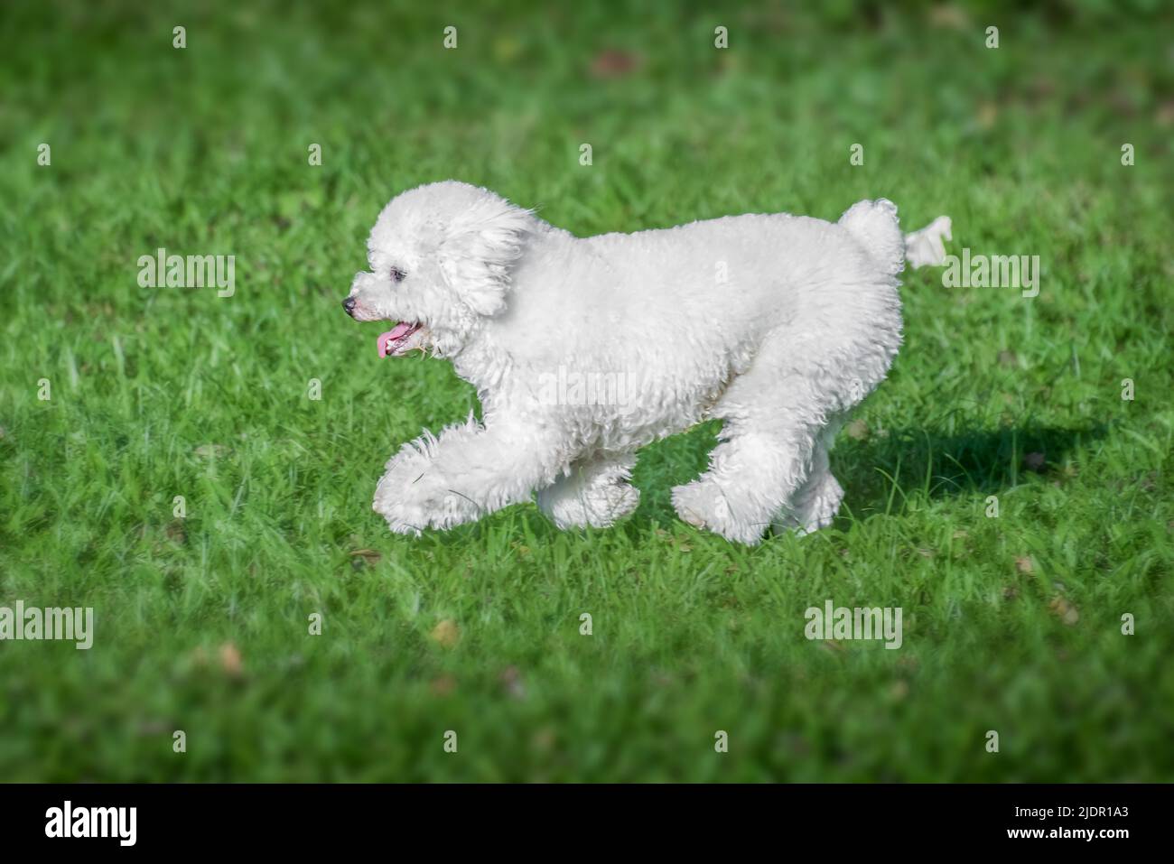 Perrito de fideos blancos caminando sobre la hierba Foto de stock