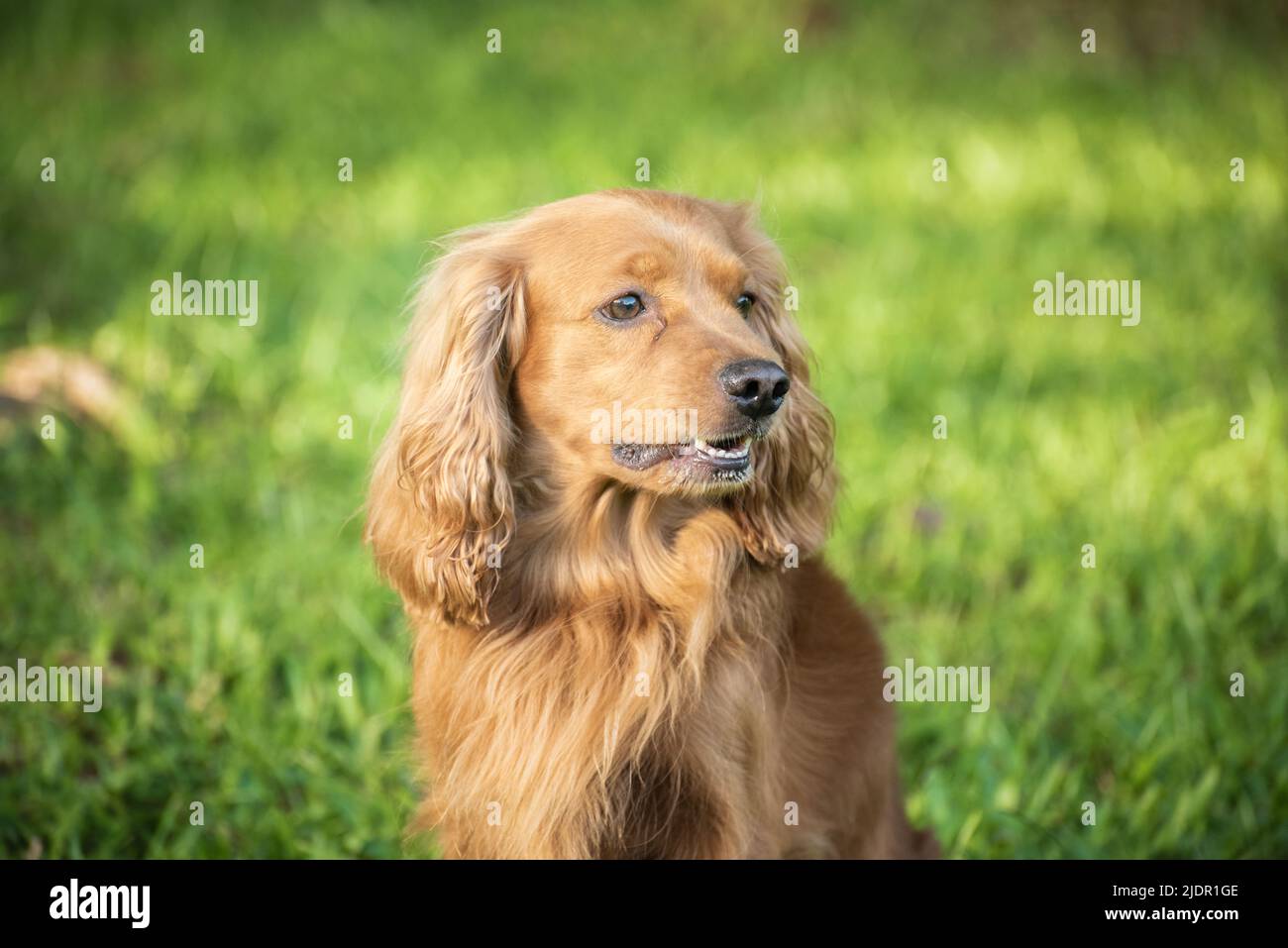 El perrito de oro del perrito descansó en la hierba Foto de stock