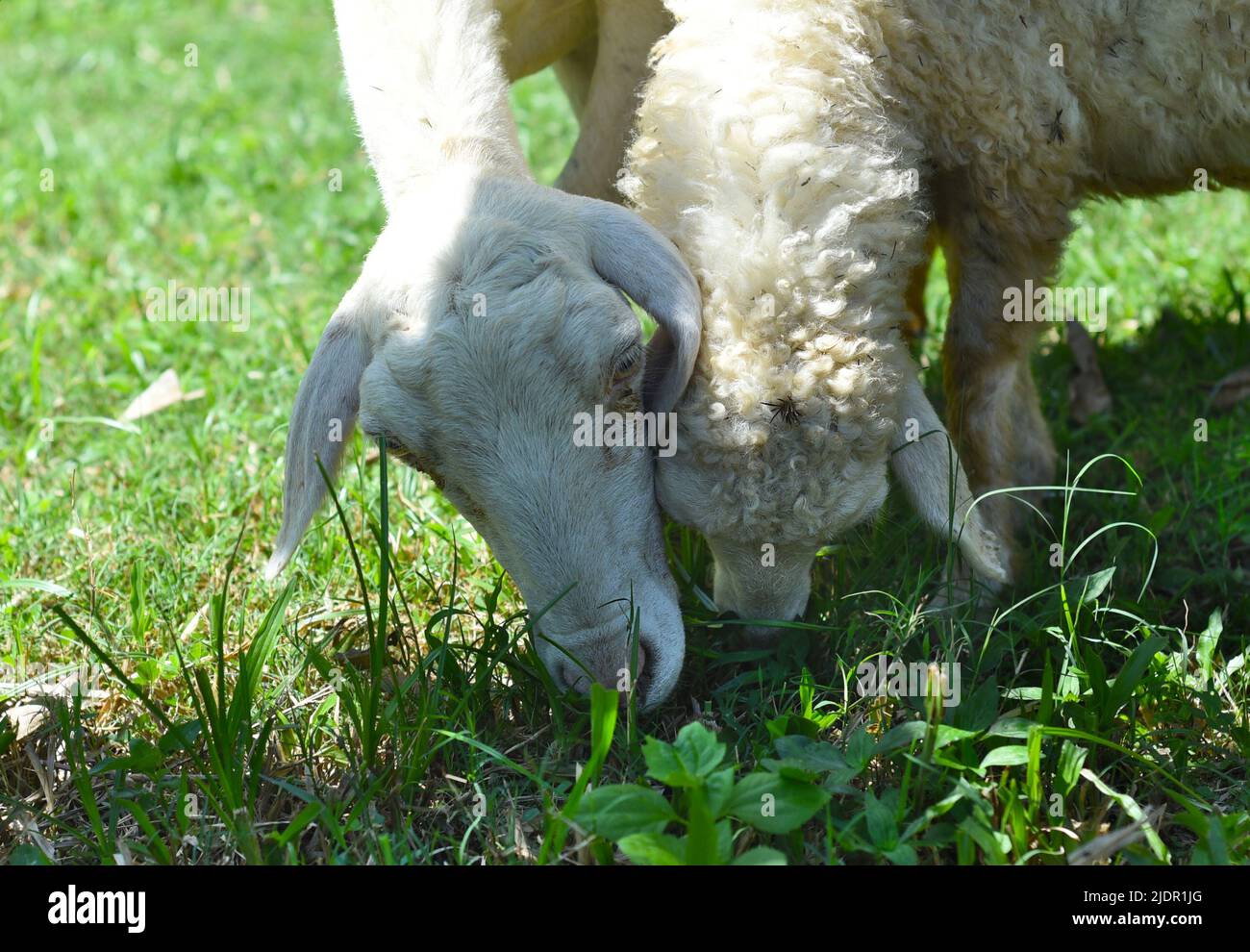La mamá y el bebé ovejas nibbling hierba Foto de stock