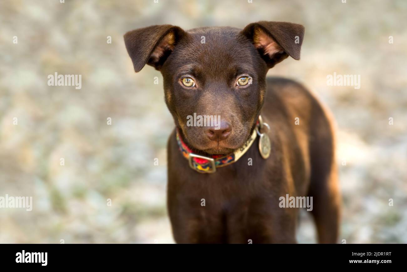Un adorable perro cachorro está mirando directamente a la cámara Foto de stock