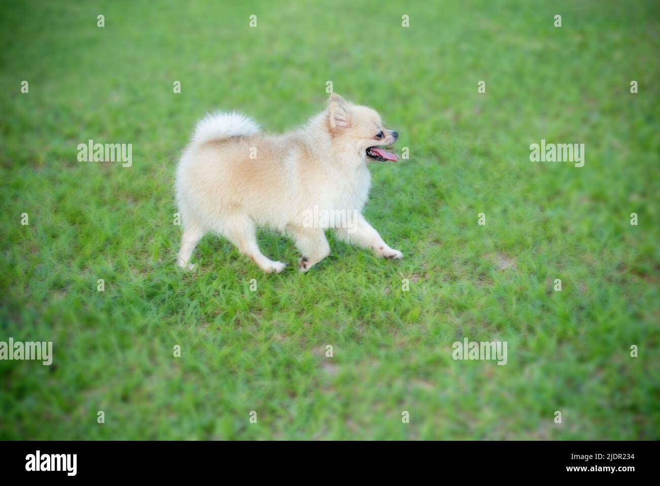 El cachorro Pomeranian corre sobre hierba Foto de stock