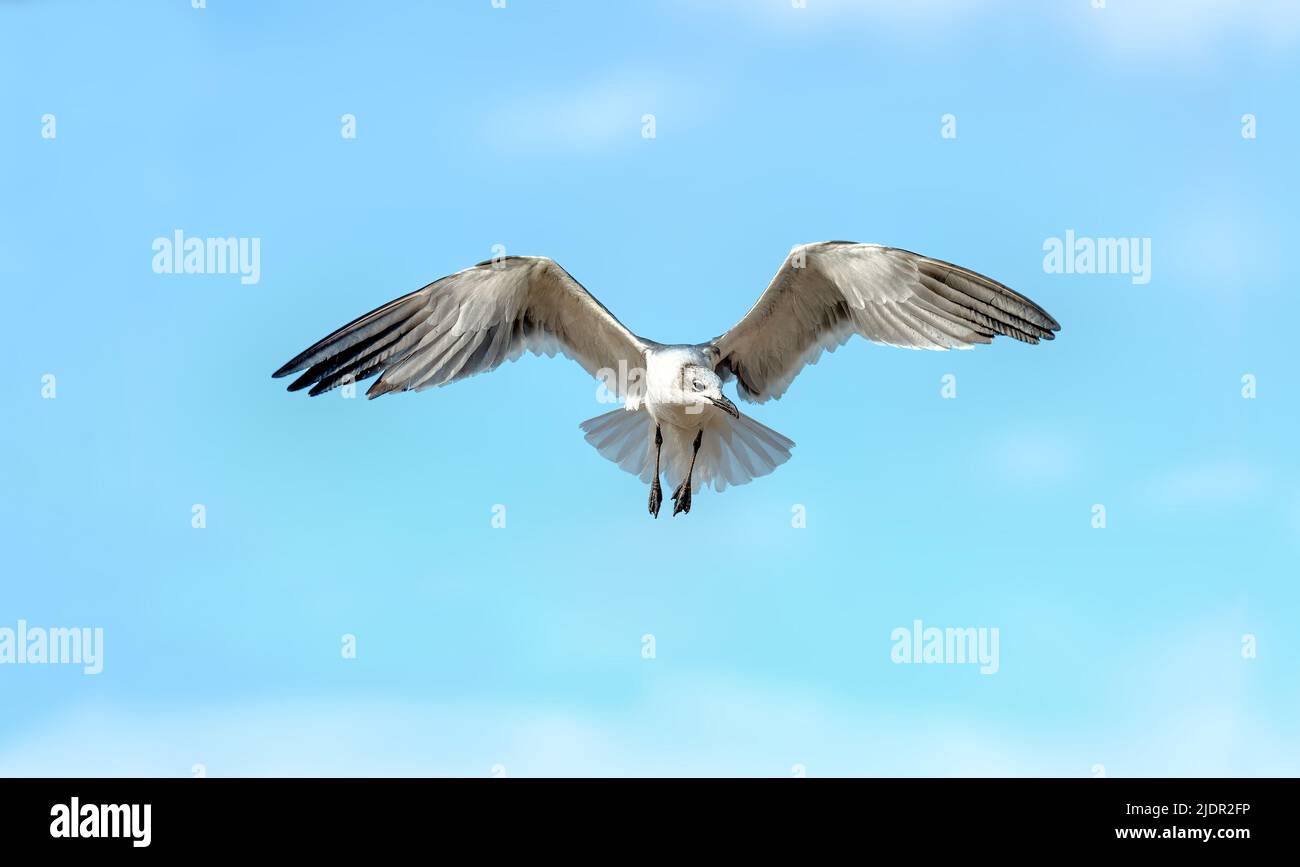 Un pájaro está esparciendo completamente sus alas en vuelo Foto de stock