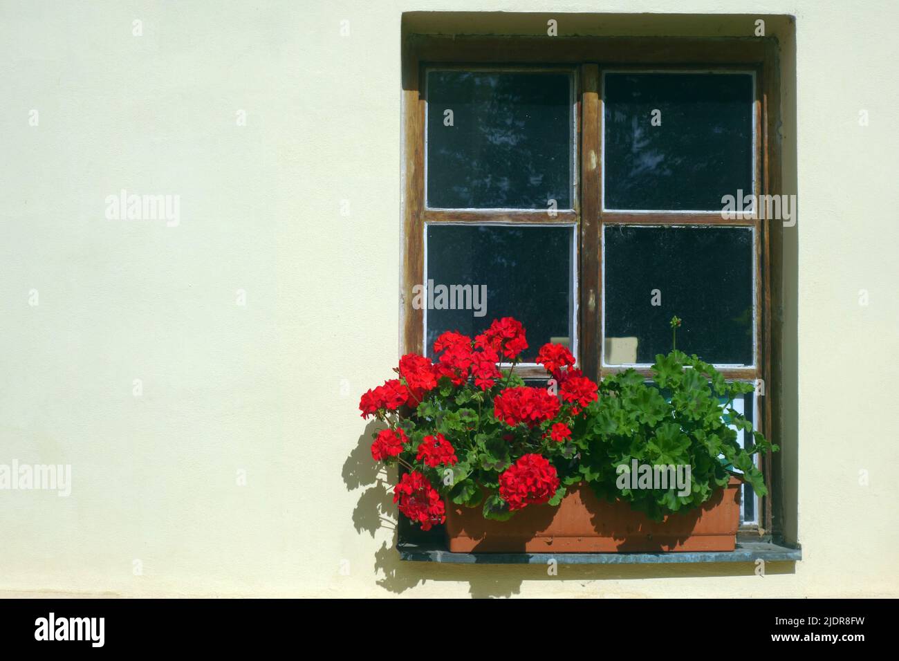 ventana con jarrón de flores rojas y espacio de copiado Foto de stock
