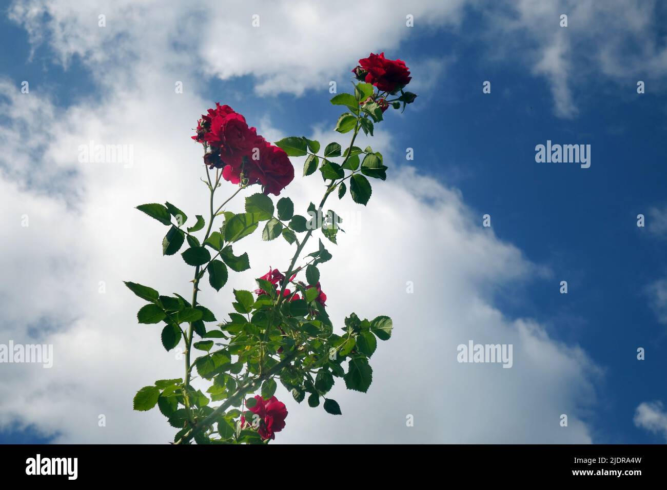 Rosas rojas contra el cielo azul Foto de stock