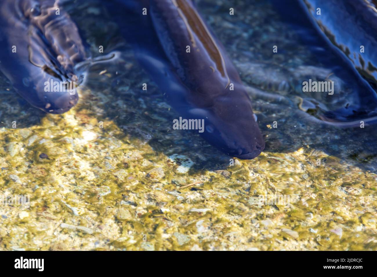 Las anguilas pescadoras viven en agua dulce, migran al mar para reproducirse. Foto de stock