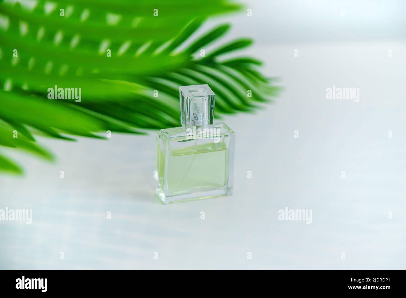 Perfumes y cosméticos con hojas verdes. Enfoque selectivo Fotografía de  stock - Alamy