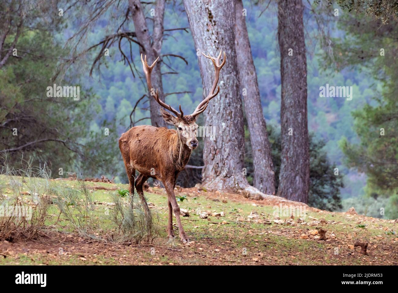 Ciervo rojo español (Cervus elaphus hispanicus) en Sierras de Cazorla, Parque Natural Segura y Las Villas, provincia de Jaén, Andalucía, sur de España. Foto de stock