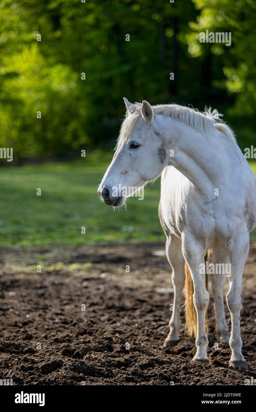Imagen vertical de un caballo blanco en un pasto. Foto de stock