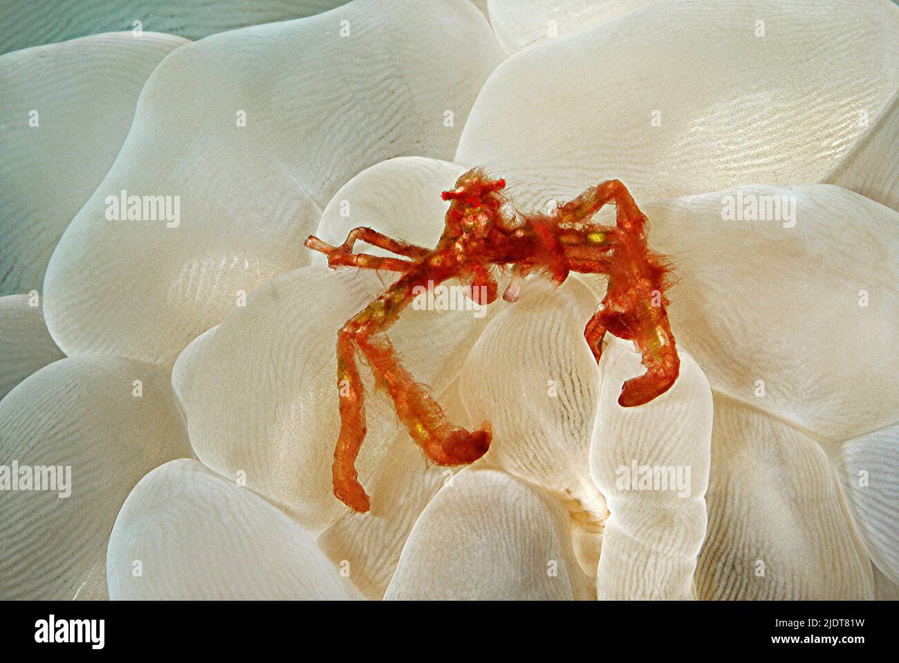 El cangrejo orangután (Achaeus japonicus) vive en simbiosis con la burbuja de coral (Plerogyra sinuosa), Halmahera, Mar de Molucas, Indonesia, Océano Pacífico Foto de stock